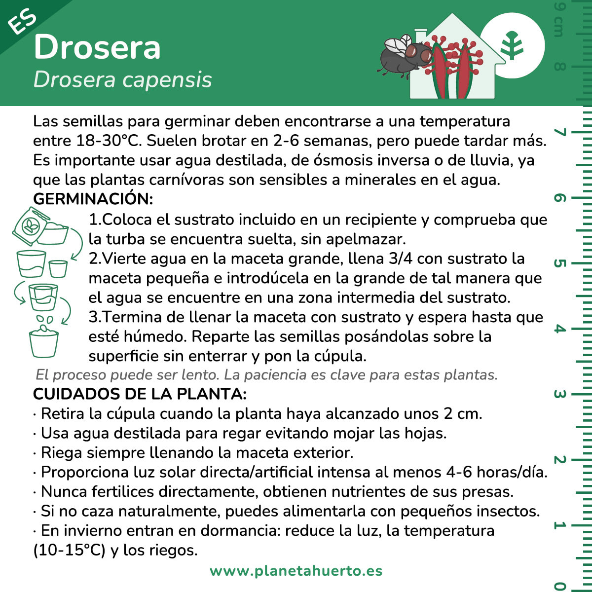 PLANETA HUERTO | Kit de Autocultivo Planta Carnívora Drosera Planeta Huerto – Ideal para Iniciarse en el Cultivo de Plantas Insectívoras