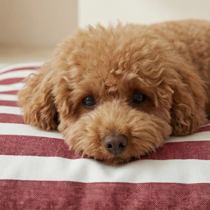 Housse antitaches pour lit pour animal Torrox Grande