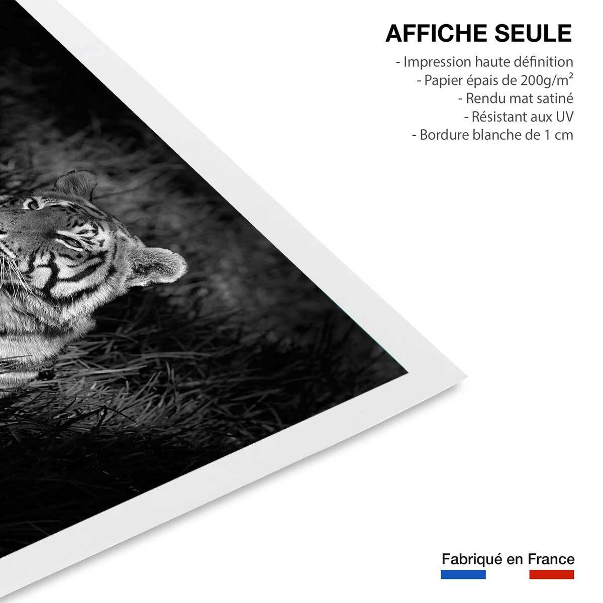 Affiche tigre assoupi dans son rayon de lumière Affiche seule