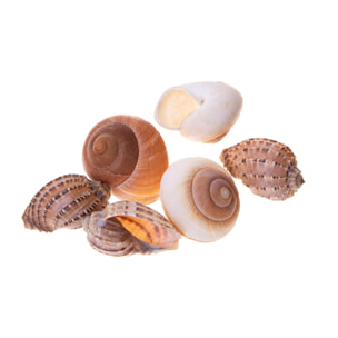 Conchiglie Haliotes/Lamarckiana 6 Pezzi. Larghezza Cm - Pezzi 2 - 8X4,5X8cm - Colore: Incolore - Bianchi Dino - Conchiglie Decori E Stelle Marine