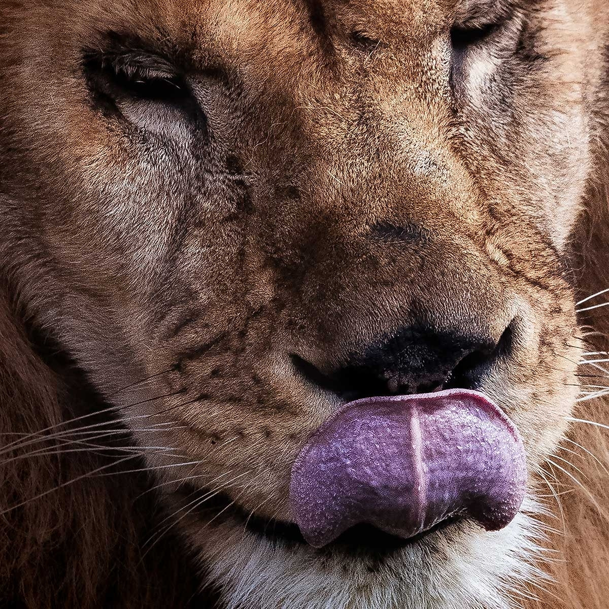 Affiche animaux delice de lion Affiche sous cadre noir
