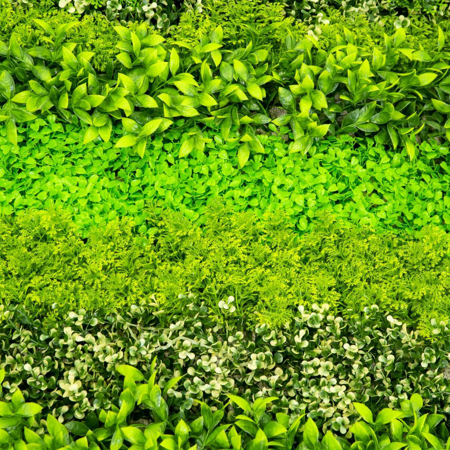 Parete verde verticale Vacchetti cm100x100