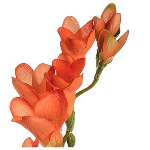 Fresia Composta Da 2 Fiori. Altezza 58 Cm - Pezzi 12 - 10X69X3cm - Colore: Arancio - Bianchi Dino - Fiori Artificiali