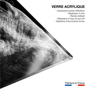 Tableau animaux Portrait de chameau Tableau plexiglas