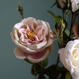 Rosa romantica - Pezzi 2 - Colore:Rosa - Bianchi Dino