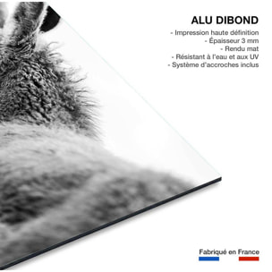 Tableau têtus comme deux ânes Tableau alu Dibond