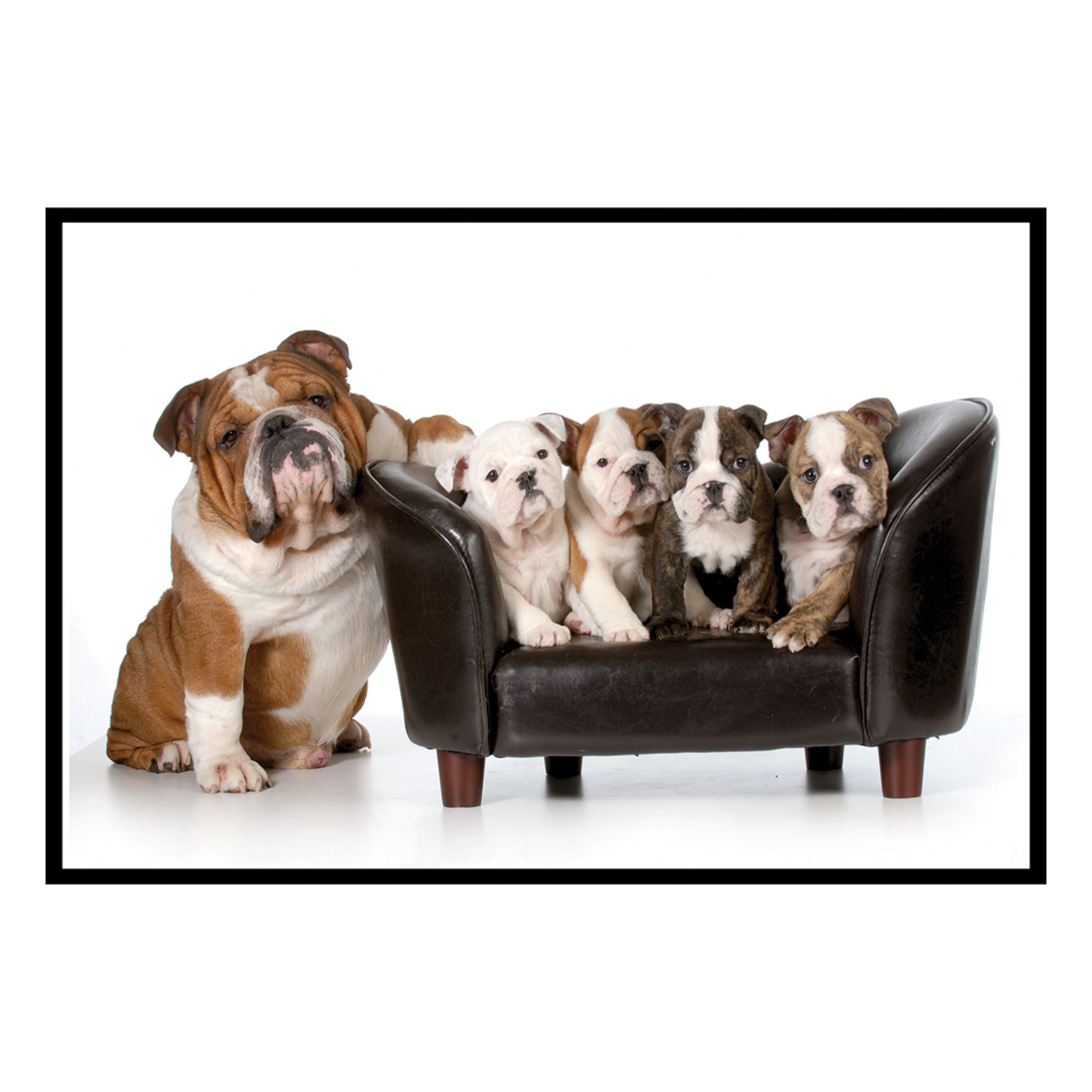 Affiche encadrée bulldogs Affiche + cadre en métal - Noir