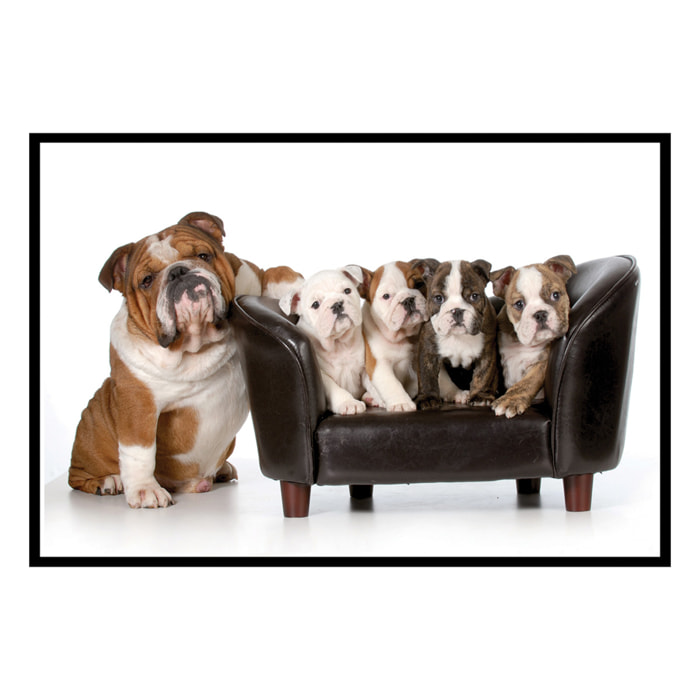 Affiche encadrée bulldogs Affiche + cadre en métal - Noir