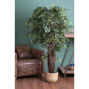 Ficus Weeping Con 2821 Foglie. Altezza 152 Cm - Pezzi 1 - 80X180X80cm - Colore: Verde - Bianchi Dino - Piante Artificiali