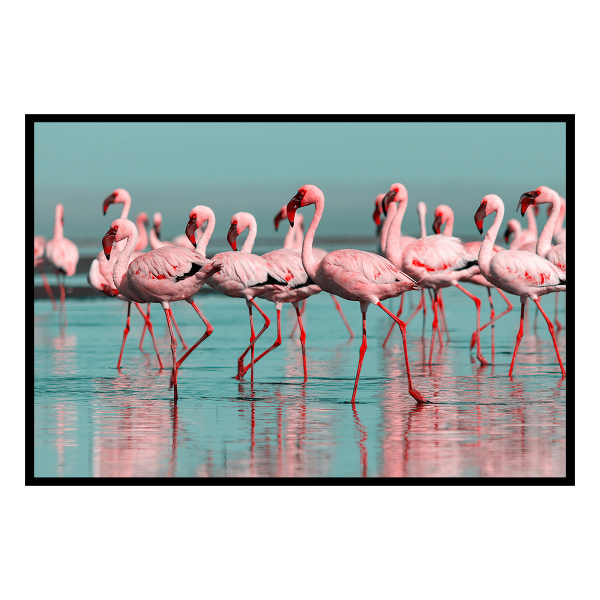 Affiche encadrée flamants roses en groupe Affiche + cadre en métal - Noir