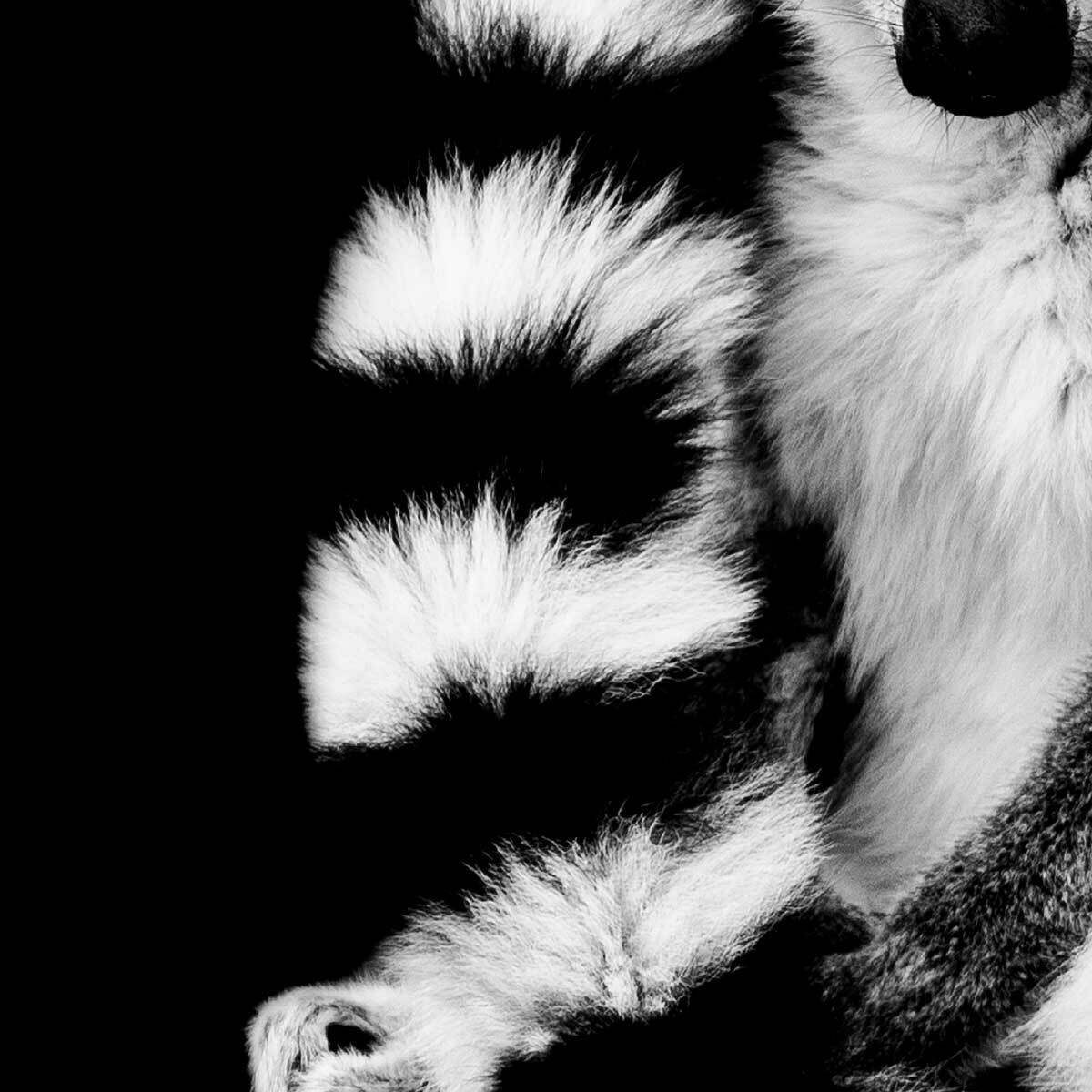 Affiche encadrée lémurien en noir et blanc Affiche + cadre en métal - Noir