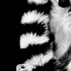 Affiche encadrée lémurien en noir et blanc Affiche + cadre en métal - Noir