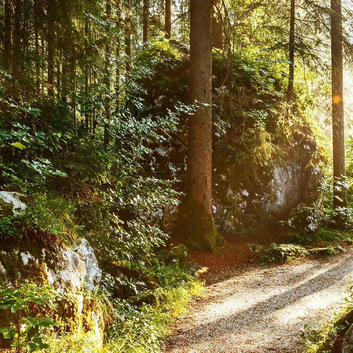 Affiche encadrée – Chemin forestier ensoleillé Affiche + cadre en métal - Noir