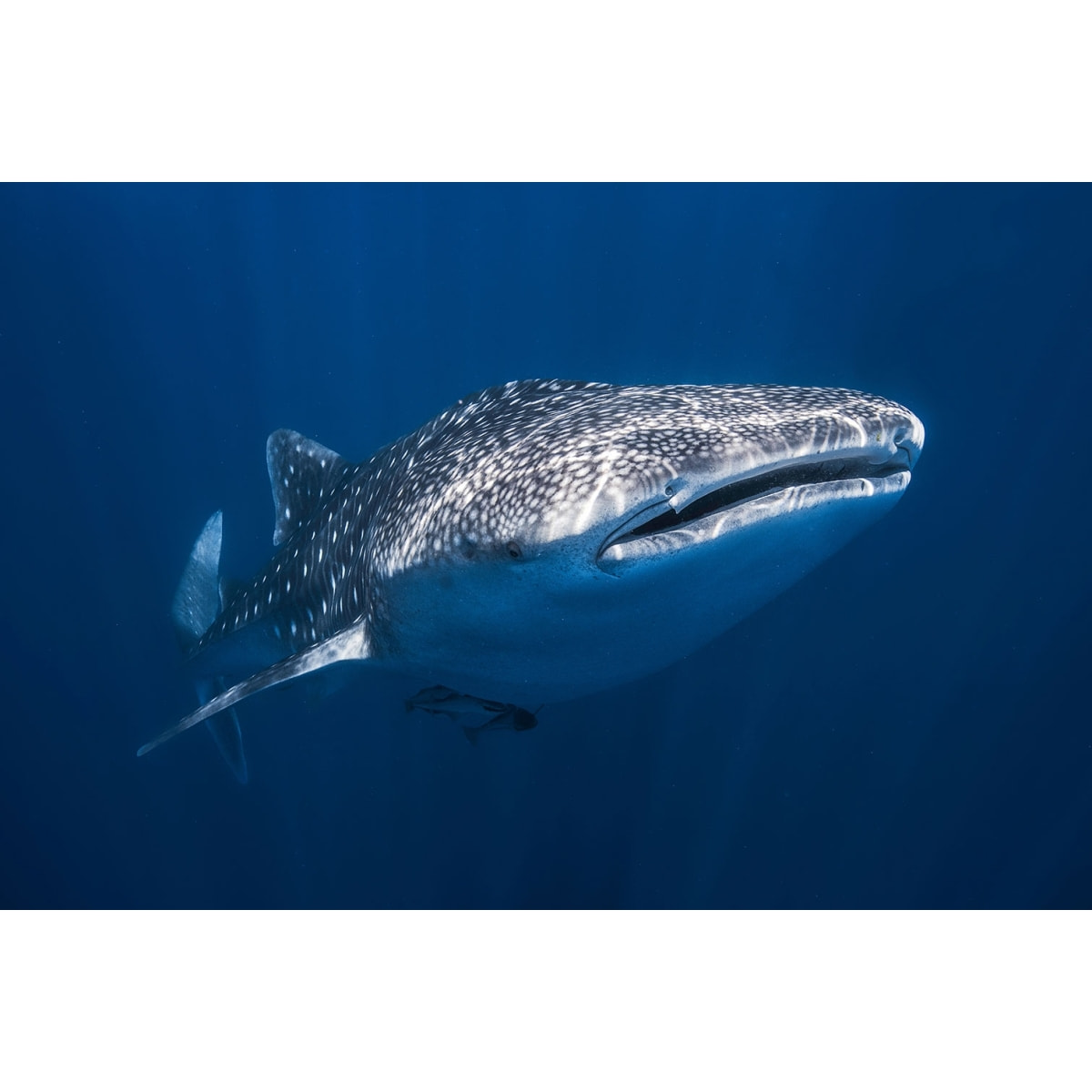 Tableau Requin baleine Toile imprimée