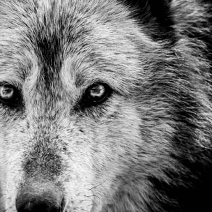 Affiche encadrée lion noir et blanc au regard bleu Affiche + cadre en métal - Noir