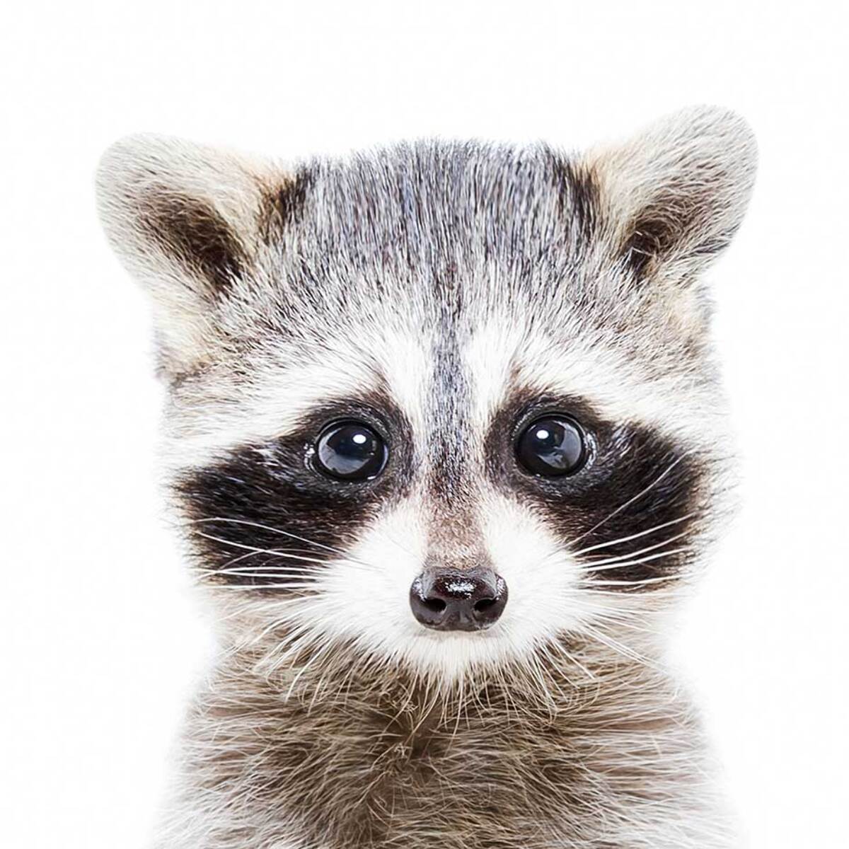 Affiche enfant bébé raton laveur  Affiche + cadre en bois - Noir