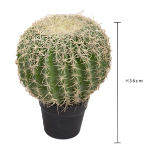 Echinocactus con vaso - Pezzi 1 - Colore: Verde - Bianchi Dino