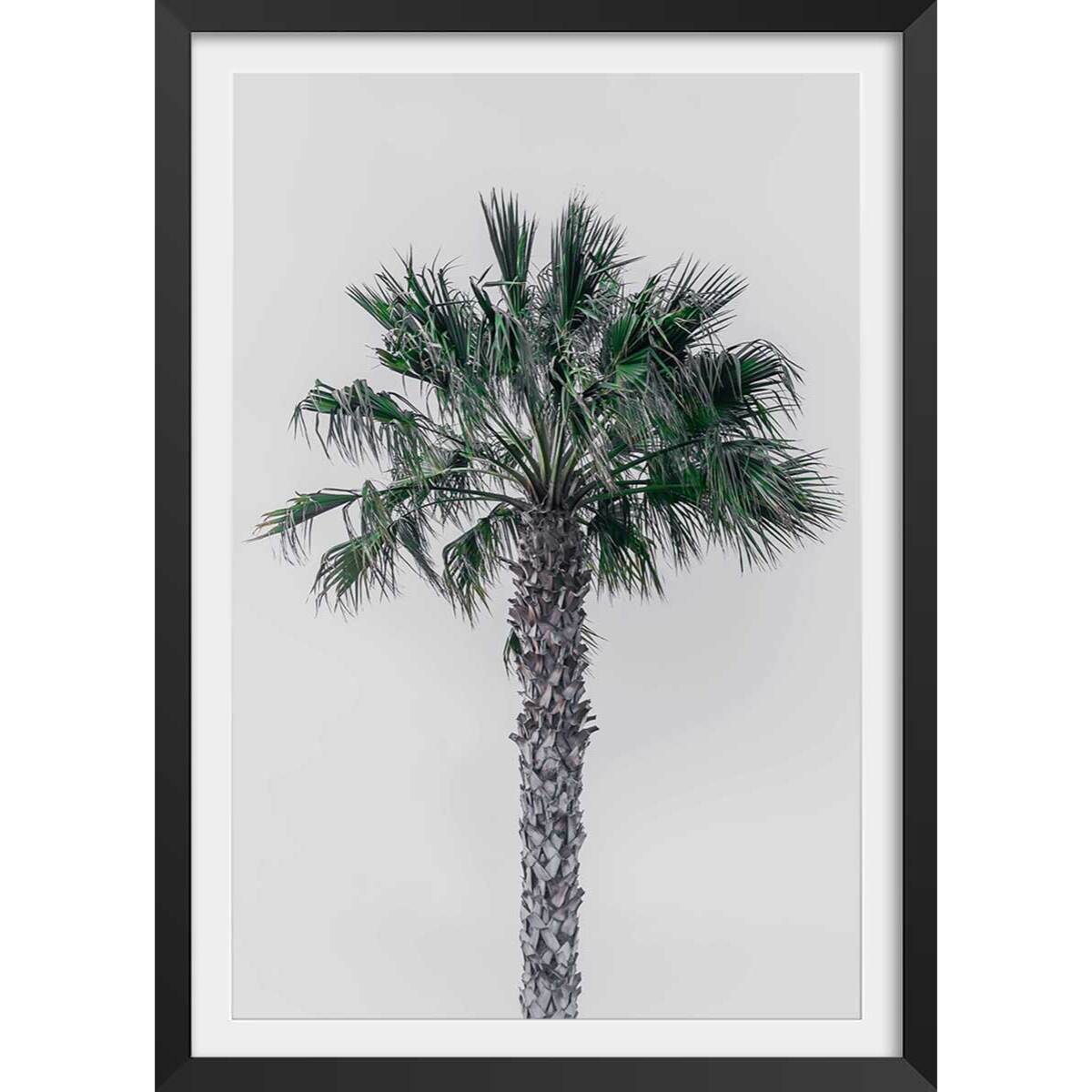 Affiche coconut palm Affiche + cadre en bois - Noir