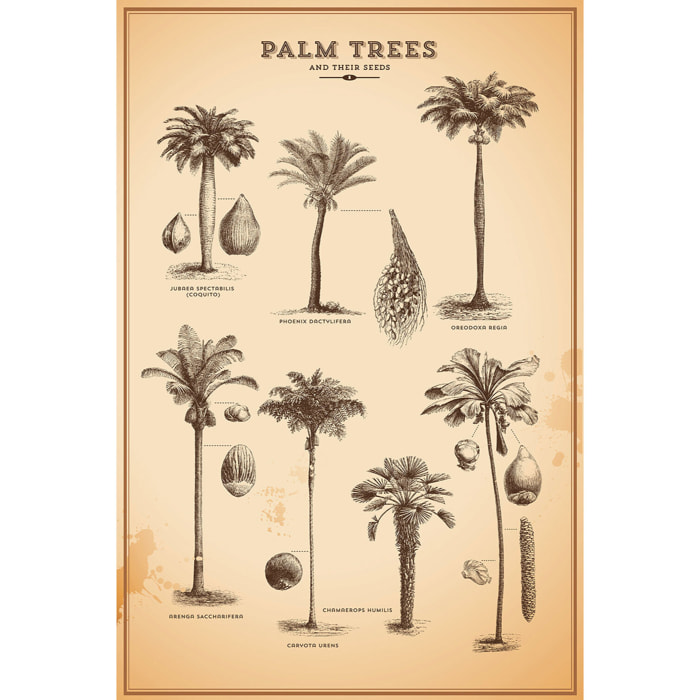 Tableau vintage herbier tropical  Tableau alu Dibond
