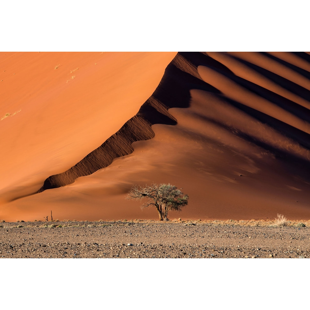 Tableau L'arbre sur la dune, Namibie Toile imprimée