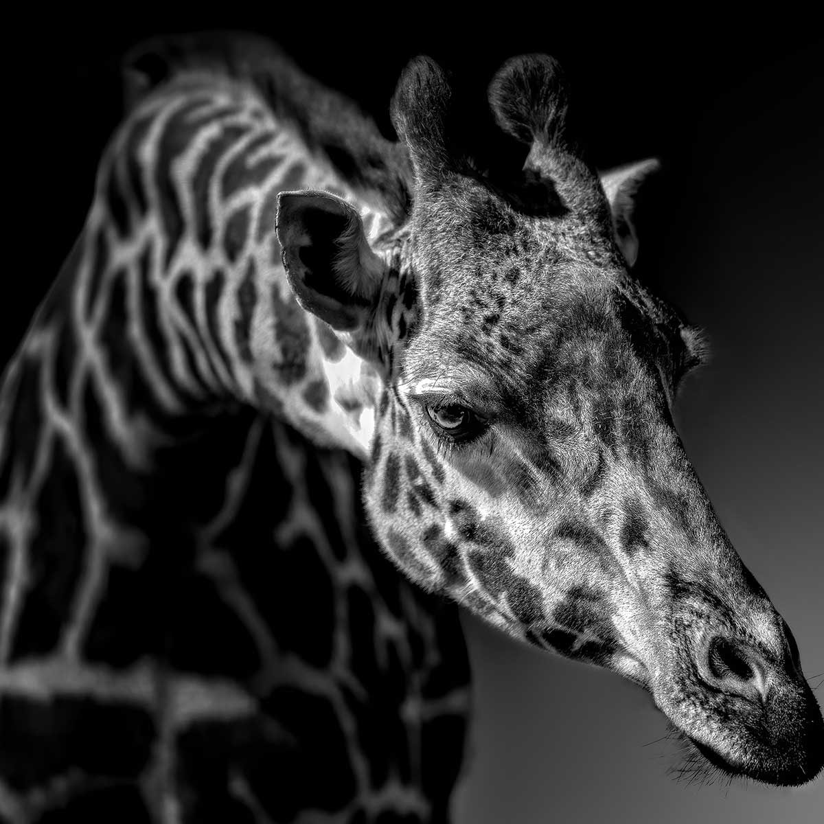 Affiche animaux girafe discrète Affiche sous cadre bois