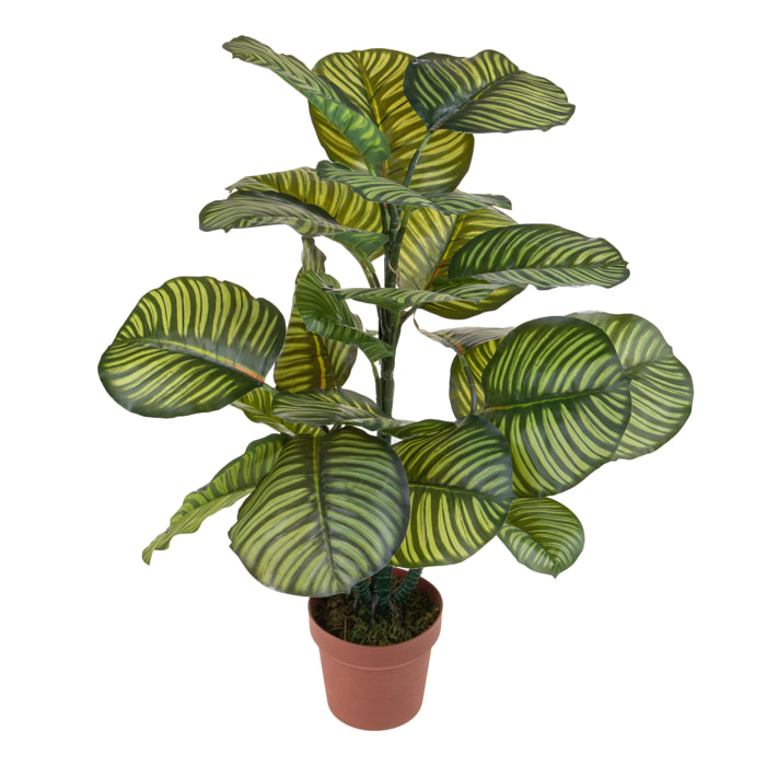 Calathea In Vaso Con 22 Foglie. Altezza 85 Cm - Pezzi 1 - 65X85X50cm - Colore: Verde - Bianchi Dino - Piante Artificiali