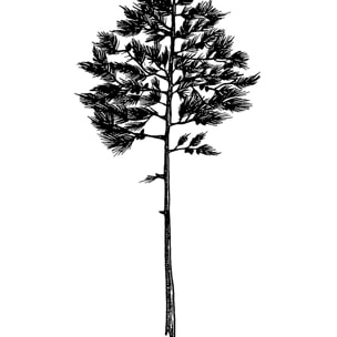 Tableau pin landais Tableau plexiglas