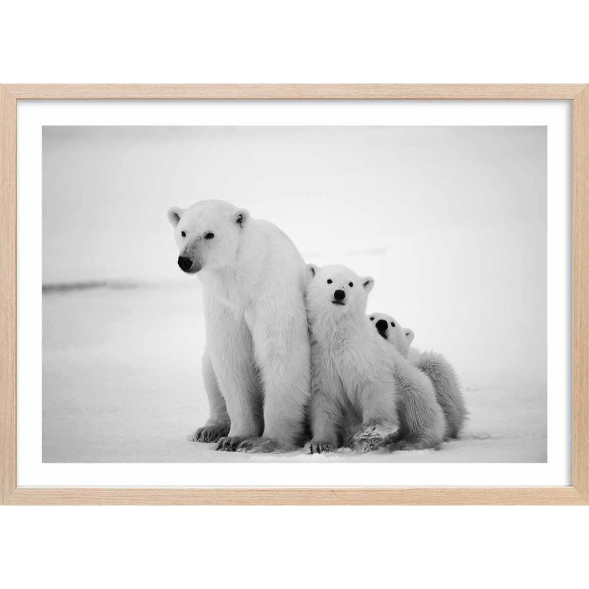 Affiche animaux family polar bear Affiche + cadre en bois - Chêne
