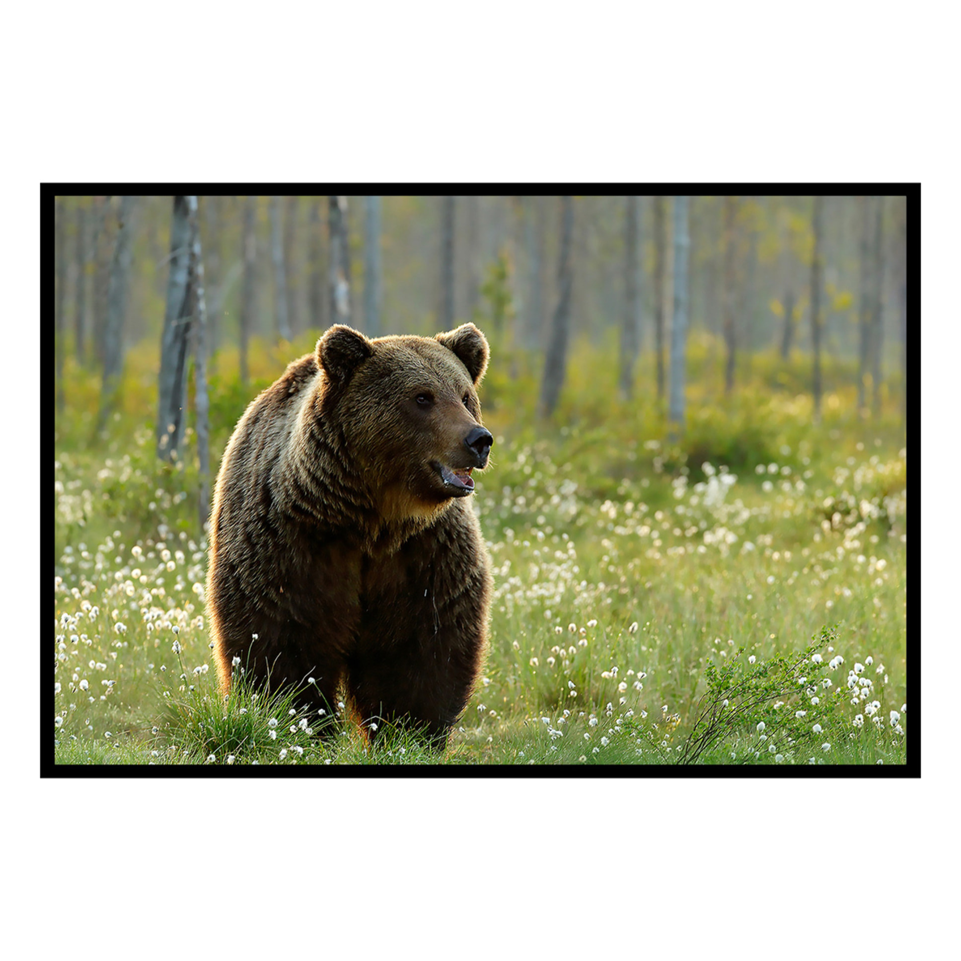 Affiche encadrée ours brun dans la forêt Affiche + cadre en métal - Noir