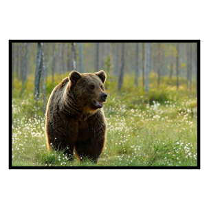 Affiche encadrée ours brun dans la forêt Affiche + cadre en métal - Noir
