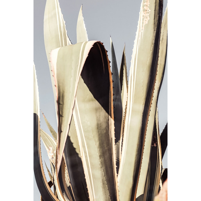 Tableau cactus mexicain Tableau alu Dibond