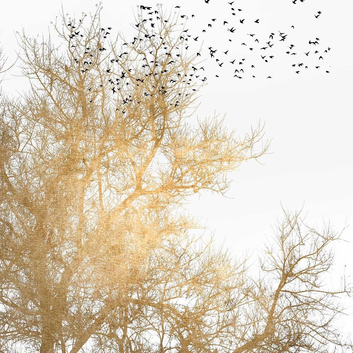 Tableau dessin Ciel d'or Tableau plexiglas