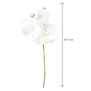 Tralcio phaleonopsis - Pezzi 24 - 18xH77x12cm - Bianchi Dino SpA