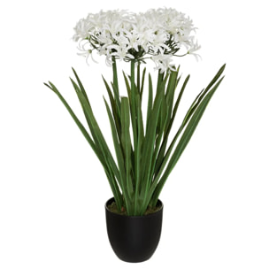 Agapanthe artificielle H66 cm