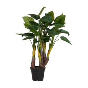 Planta Taro Con Maceta 55x55x125 Cm