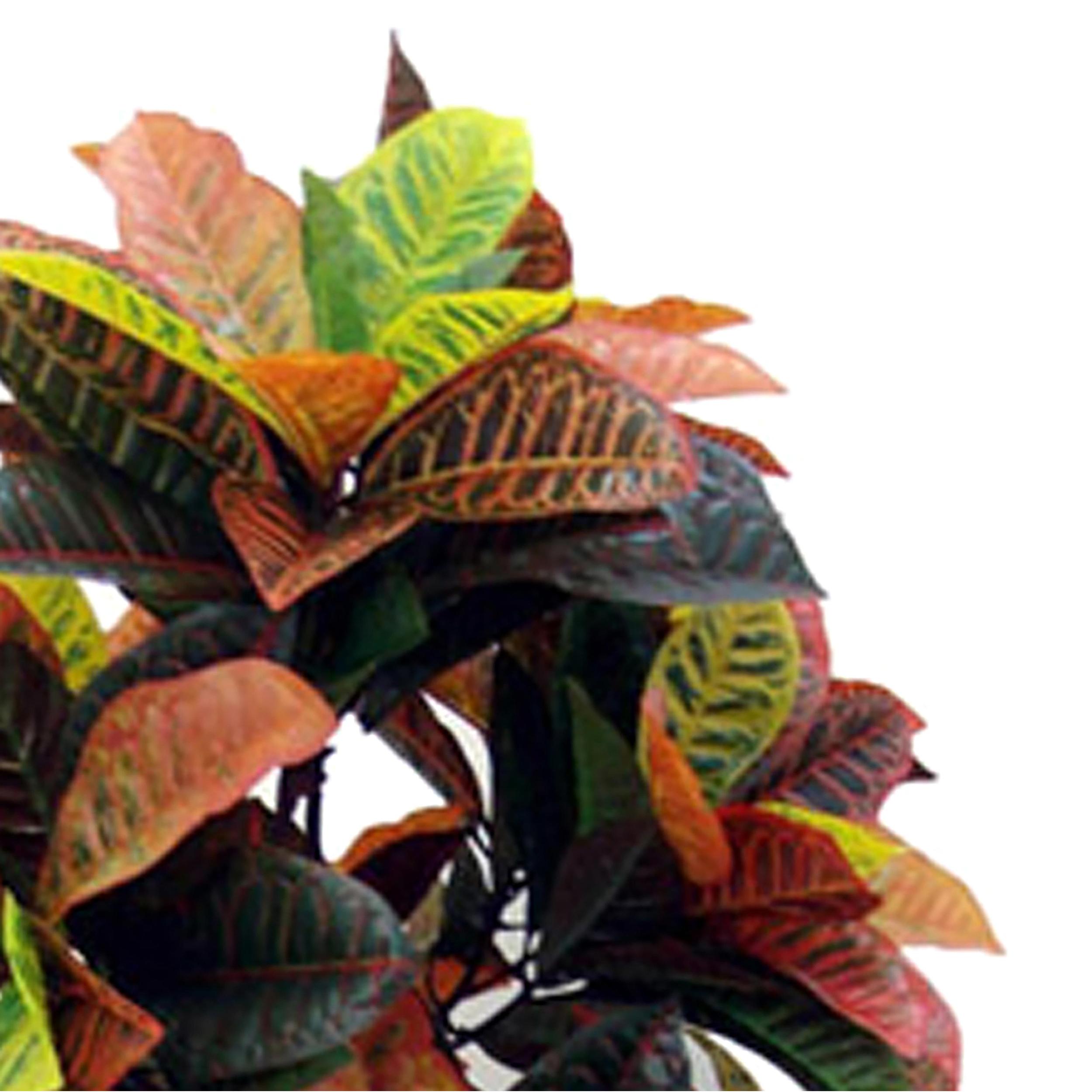 Croton Con Vaso. Altezza 160 Cm - Pezzi 1 - 25X160X25cm - Colore: Verde - Bianchi Dino - Piante Artificiali