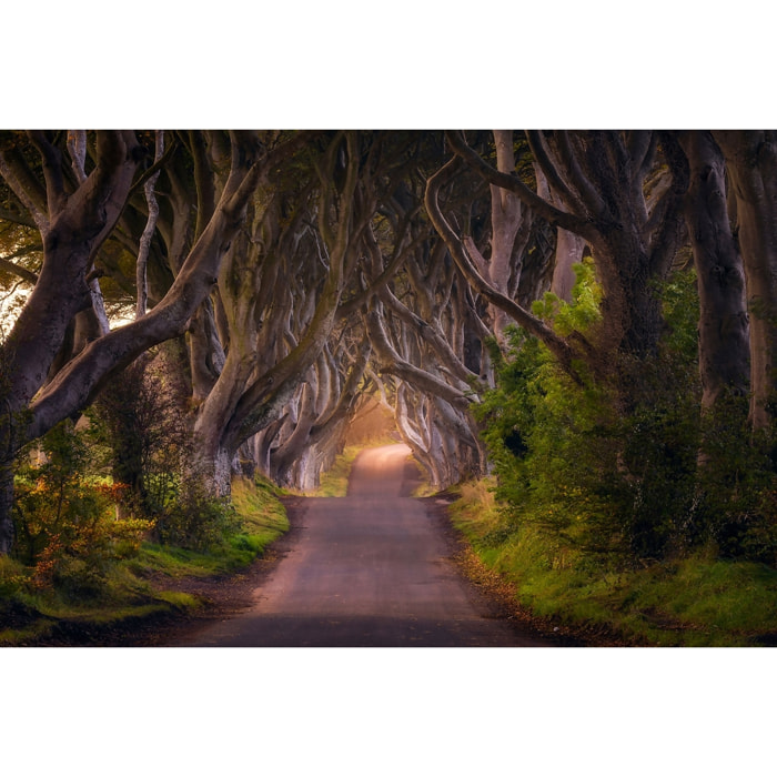 Tableau nature arbres enchanteurs Tableau alu Dibond