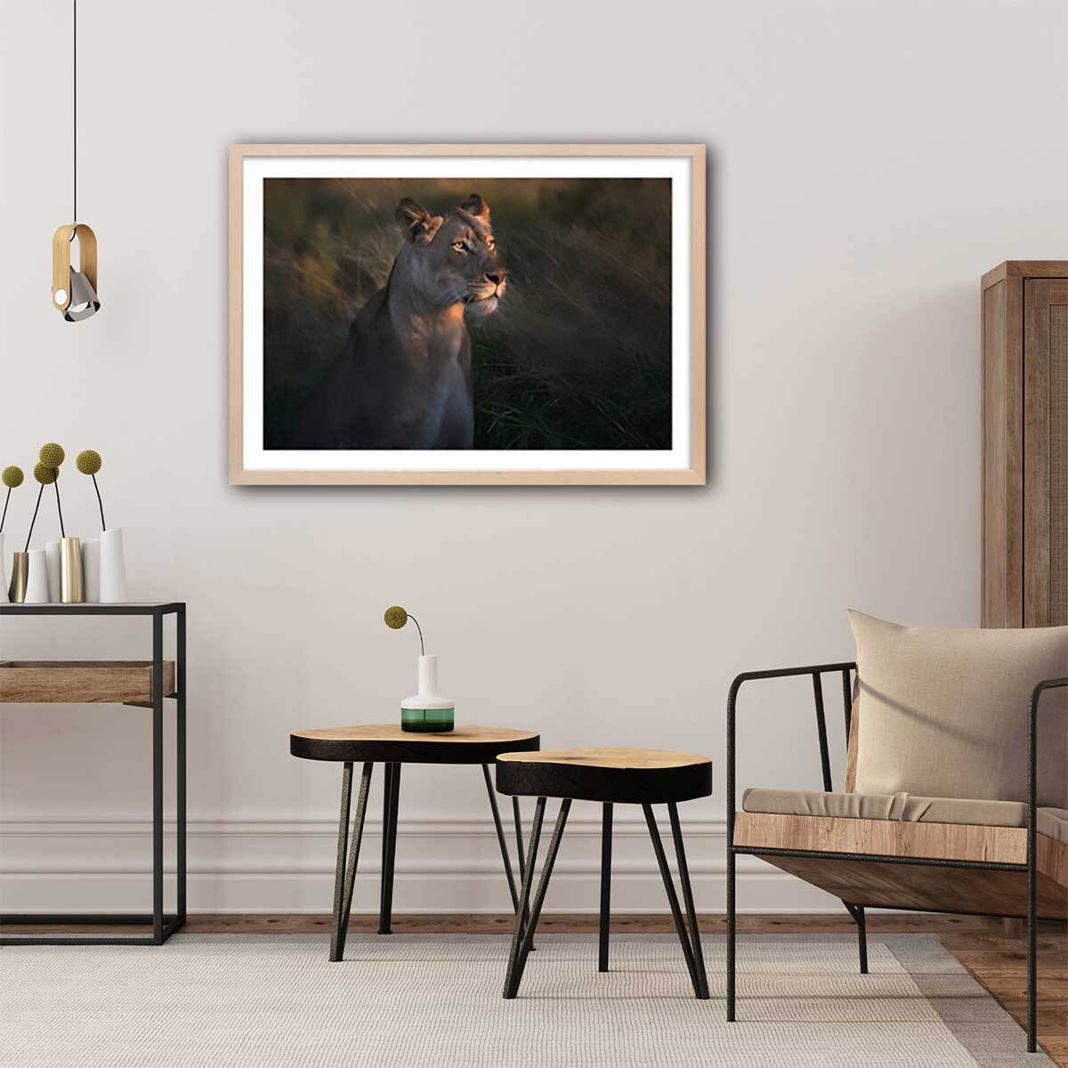 Affiche Lionne au crepuscule... Affiche + cadre en bois - Chêne