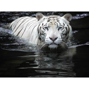 Papier peint tigre blanc dans l'eau Intissé