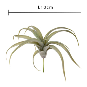 Tillandsia Per 19 30 Cm - Pezzi 3 - 10X30X10cm - Colore: Verde - Bianchi Dino - Piante Artificiali