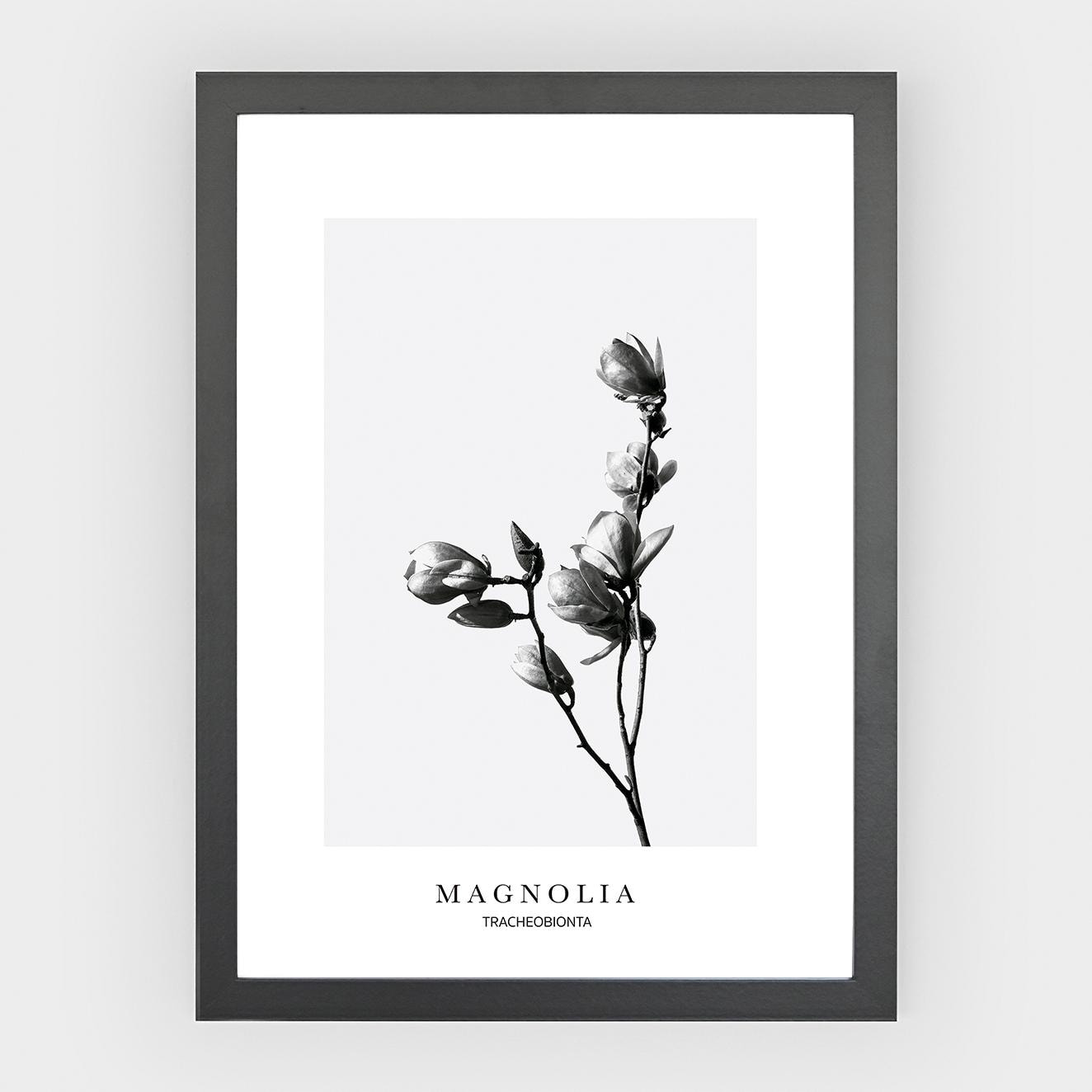 Poster Magnolia