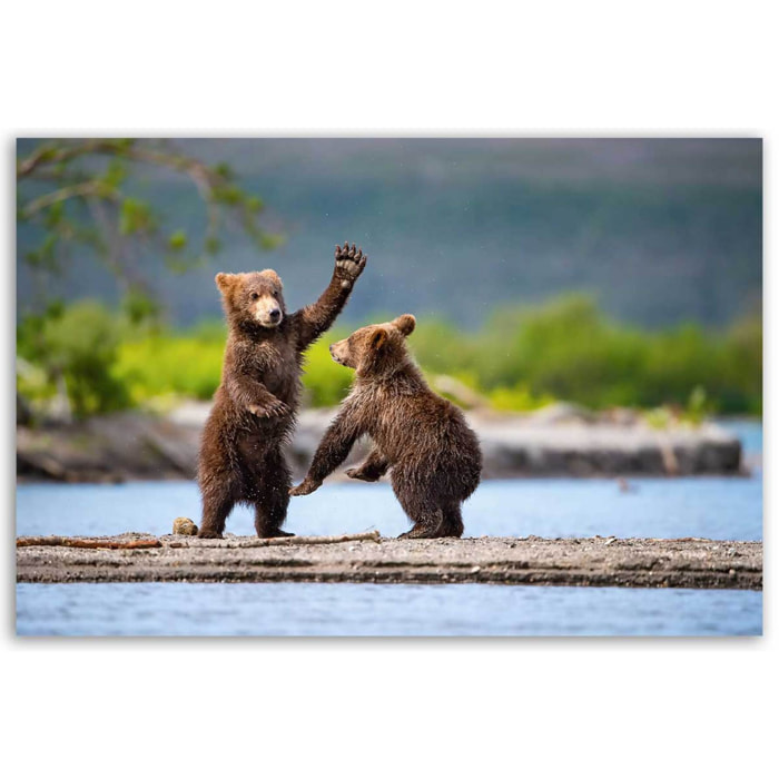 Tableau oursons bruns jouant au bord de l’eau Toile imprimée