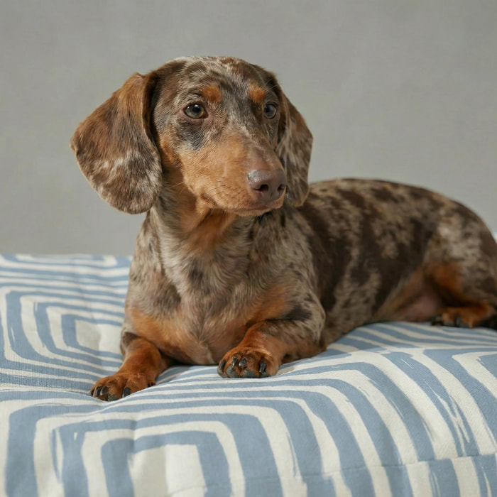 Lit pour animaux antitaches PEÑISCOLA B