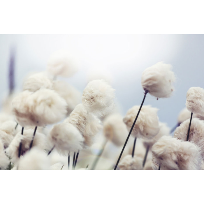 Tableau fleurs de coton au vent Toile imprimée