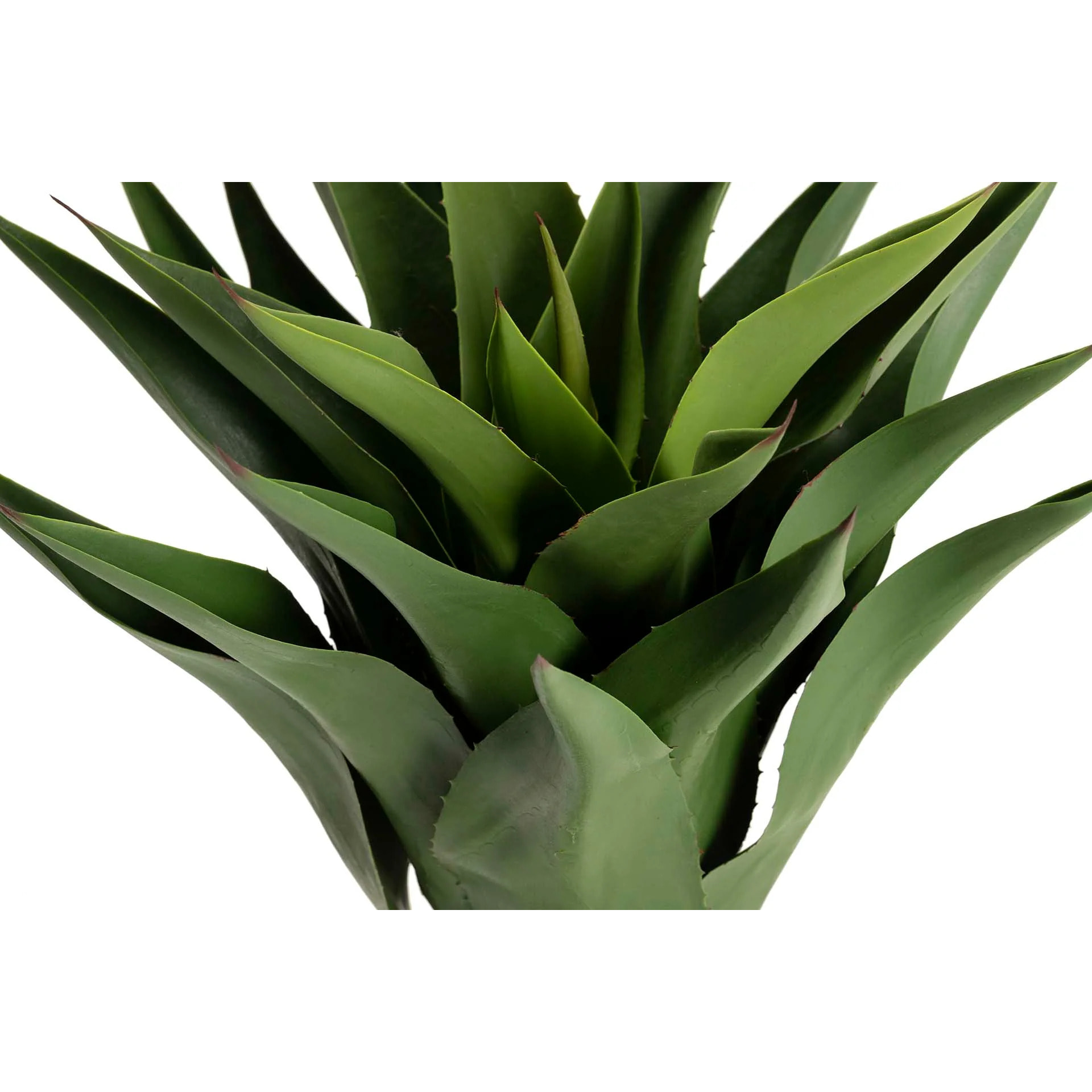 Planta Agave Attenuata 75x75x82 Cm