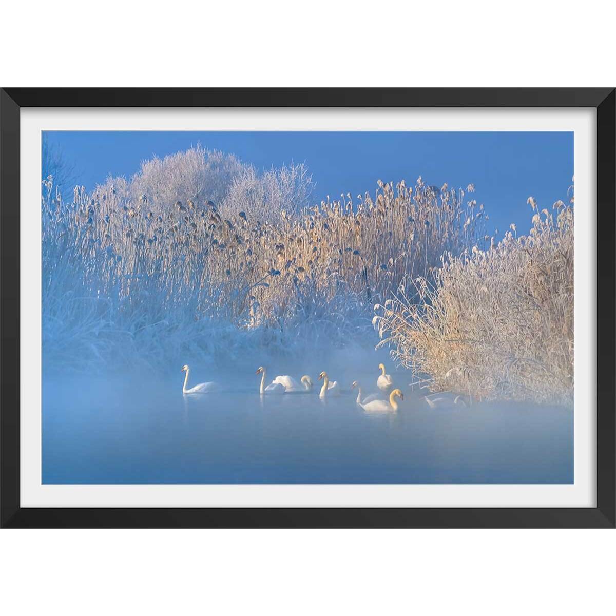 Affiche cygnes dans le givre matinal Affiche sous cadre noir