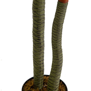 Pianta artificiale Tronchetto Vacchetti in plastica cmh160