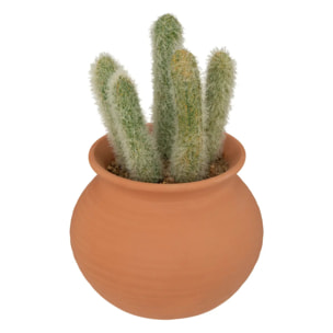 Cactus en pot "Alicante" terracotta H16,5cm