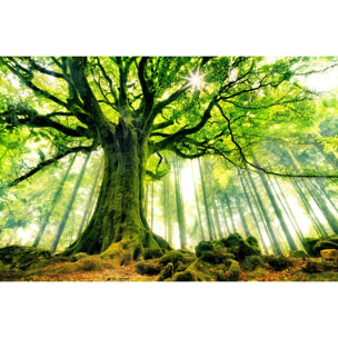 Tableau nature l 'hêtre de ponthus Tableau alu Dibond