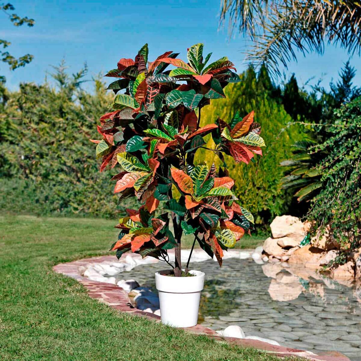 Croton 140 Cm